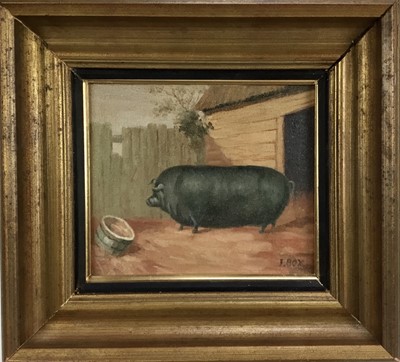 Lot 105 - J. Box (20th century) oil on canvas laid on board - A Prize black pig in a sty, signed, 24.5cm x 21cm, framed.