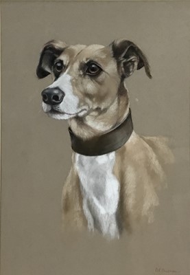 Lot 100 - P. J. Rowles Chapman pastel study - Dog's head, signed, 28cm x 40cm, in glazed frame