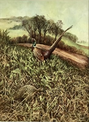 Lot 95 - Ken Turner oil on board - pair of Pheasants, signed, 45cm x 60cm, framed