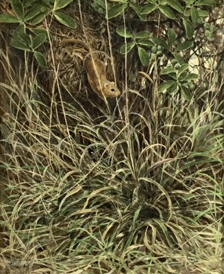Lot 96 - Ken Turner oil on board - mouse amongst grass, signed, 35cm x 43cm, framed