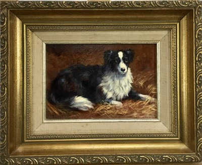 Lot 248 - Donna Crawshaw born 1960, oil on board, "Gwen" a collie dog, signed, in gilt 
frame. 11 x 16cm.