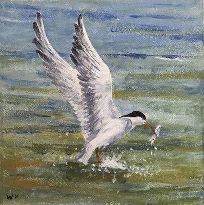 Lot 189 - William Parker, contemporary, oil on canvas - seagull catching a fish, initialled, 20.5cm square, unframed