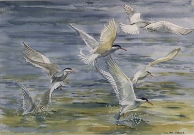 Lot 190 - William Parker, contemporary, watercolour - seagulls, signed, 25cm x 35cm, in glazed gilt frame