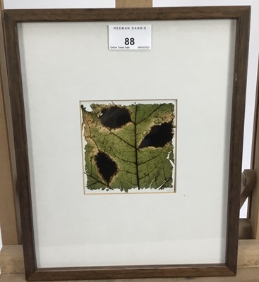 Lot 88 - Garry Fabian Miller (b,  1957) photograph - Torn sycamore