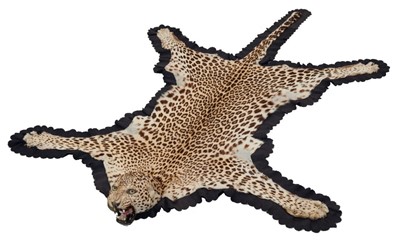 Lot 922 - Early 20th century Van Ingen Leopard skin rug with full head mount