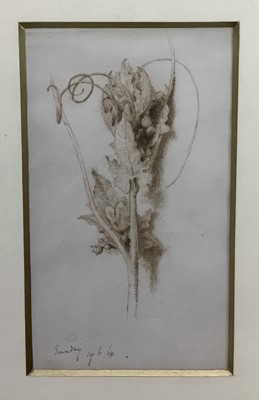 Lot 391 - Edward Thompson Davies (1833-1867)  sepia watercolour  - Bryony