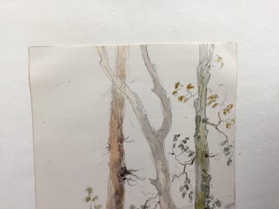 Lot 1221 - Thomas Churchyard (1798-1865) watercolour - tree study, 11.5cm x 9.5cm, unframed