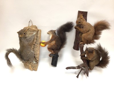 Lot 954 - Pair Red Squirrels on naturalistic wall mounted branch, one other Red Squirrel and a Grey Squirrel