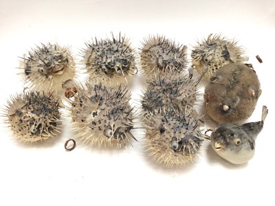 Lot 174 - Collection of ten preserved Puffer fish