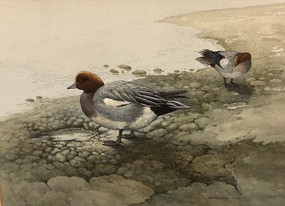 Lot 128 - Berrisford Hill (b.1930) watercolour- Widgeon on the shore, 36cm x 27cm