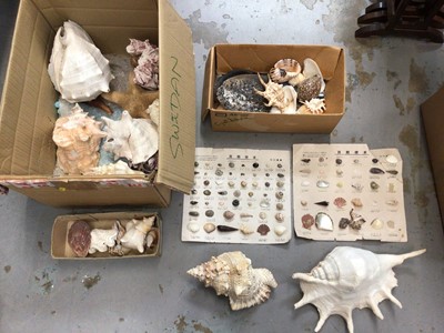 Lot 22 - Quantity of sea shells