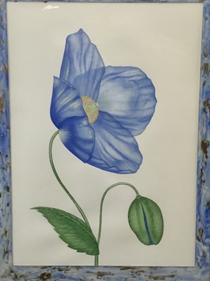 Lot 540 - Nicola Wiehahn watercolour in glazed frame 'Mecanopsis', 70cm x 92cm overall