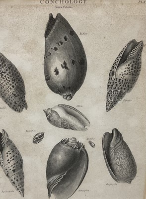 Lot 285 - Group of decorative conchology prints
