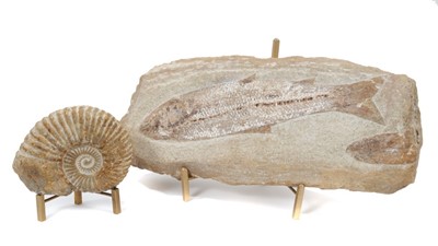 Lot 750 - Good large fossil fish together with an ammonite