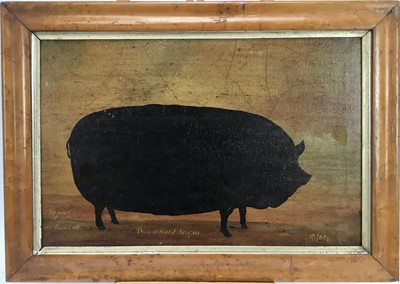 Lot 36 - English School oil on canvas - a prize sow named 'Dunstfield Magna, the property of B. Turnbull' in maple frame
