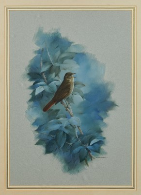 Lot 974 - Raymond Watson (1935-1994) watercolour and gouache - Nightingale among Brambles, signed, 55cm x 39cm, in glazed gilt frame
