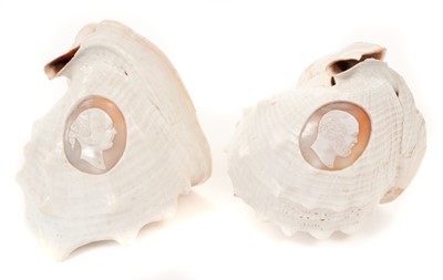 Lot 70 - Pair 19th century cameo carved conch shells decorated with profile busts of H.M. Queen Victoria and H.R.H. Prince Albert 19 cm long