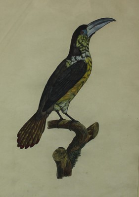 Lot 1192 - Set of five 19th century hand coloured engravings - Exotic Birds, 46cm x 32cm, in gilt and ebonised frames