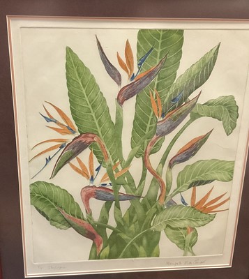 Lot 157 - Marigold Macgregor (contemporary) colour etching, botanical study, signed and inscribed, glazed frame
