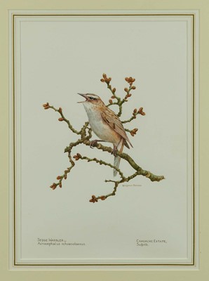 Lot 1114 - Benjamin Perkins (b.1932) watercolour - Sedge Warbler, Chadacre Estate, Suffolk, signed and inscribed, 39cm x 28cm, in glazed gilt frame