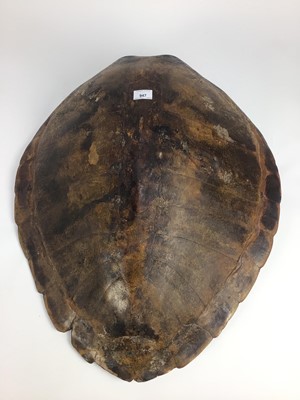 Lot 947 - Green Turtle shell (Chelonia mydas), circa 1940s. 70cm long x 58cm wide