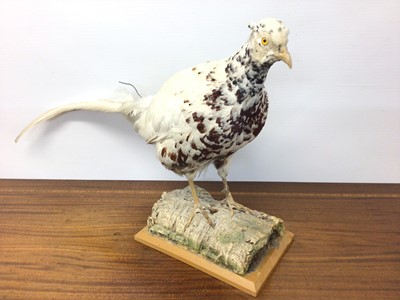 Lot 925 - White Pheasant on naturalistic base, bearing stamp on underside for Mike Gadd, Wetherby, 42cm high