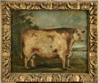 Lot 214 - English School, oil on panel - A prize bull, 24cm x 30cm, in gilt frame