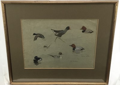 Lot 124 - Patrick Edward Phillips (1907-1976) pencil and watercolour sketches of wildfowl, signed and inscribed, in glazed gilt frame