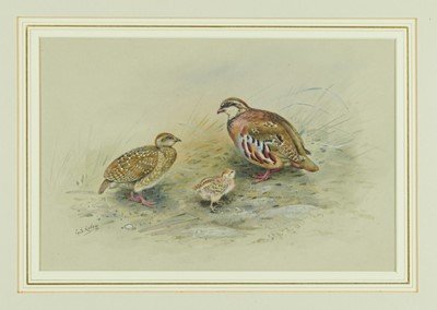 Lot 1144 - *George Edward Lodge (1860-1954) watercolour - Partridges, 
signed, in glazed gilt frame