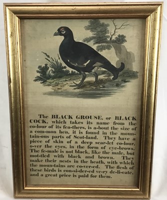 Lot 252 - Early 19th century coloured print on thick weave paper. "The Black Grouse".