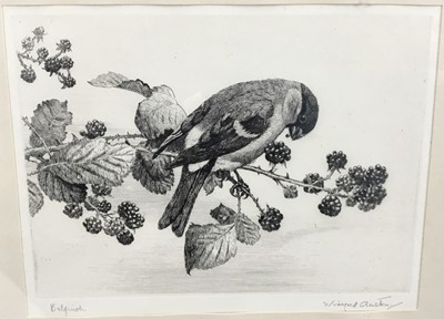 Lot 33 - Winifred Austen 1876-1864 etching - Bullfinch, signed in pencil, 19cm x 15cm