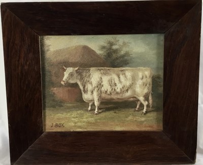Lot 35 - J. Box, 20th century oil on canvas laid on board - A prize bull, signed, 24cm x 20cm, framed