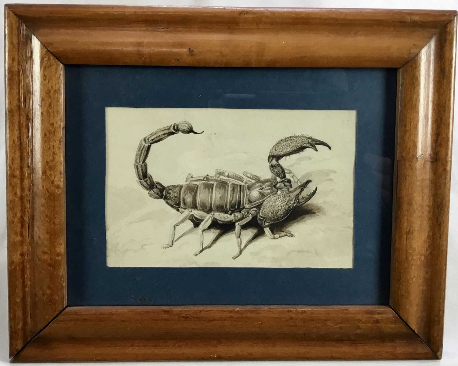 Lot 68 - 19th century watercolour depicting a scorpion, 15cm x 10cm, in glazed wooden frame
