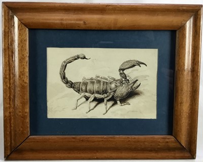 Lot 68 - 19th century watercolour depicting a scorpion, 15cm x 10cm, in glazed wooden frame