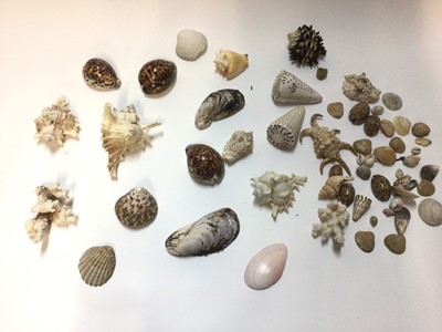 Lot 2460 - Collection of mixed shells