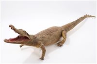 Lot 797 - An old preserved Crocodile, 115cm long