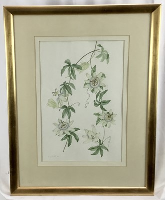 Lot 27 - Judy Garett, watercolour - Passion flower, signed and dated '94, 28cm x 42cm, mounted in glazed gilt frame, 51cm x 65cm overall