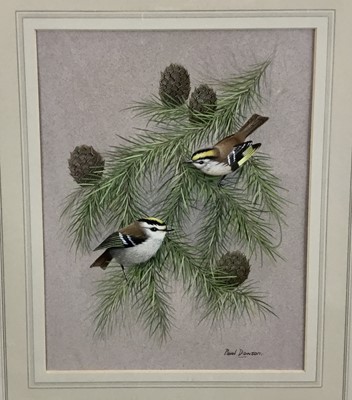 Lot 28 - Paul Dawson 20th century watercolour - Goldcrests, signed, 20cm x 27cm in glazed frame, 43cm x 50cm overall