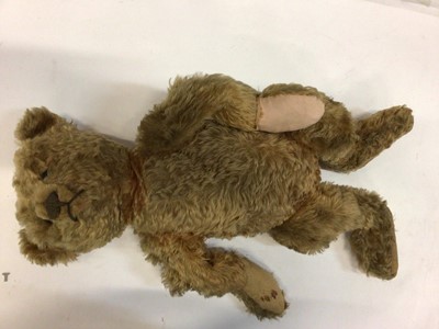 Lot 1851 - Early German Teddy Bear.  Cinnamon coloured curly mohair ( true colour evident in joints and back of bear), black wooden boot button eyes, unstuffed ears, long and shaved muzzle, head has centre se...