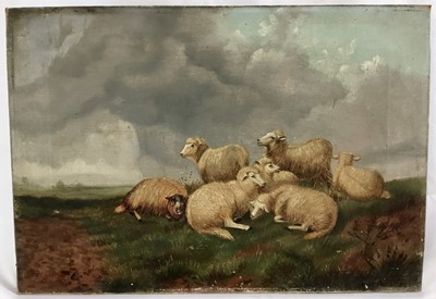 Lot 31 - J. Clark oil on canvas - sheep, signed, 51cm x 35cm unframed