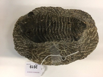 Lot 2619 - A Trilobite Drotops sp, Hamar L’Aghdad Limestone (Devonian period) from Djebel Issoumor Area, Sahara Desert, Morocco 5.5cm overall length
