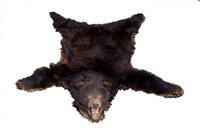 Lot 788 - Edwardian Brown Bear rug with head mount,...