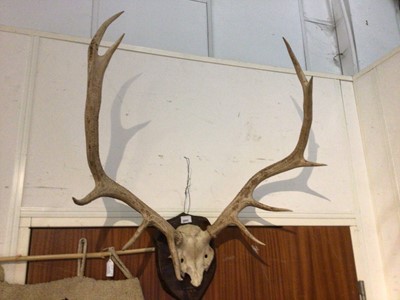 Lot 2682 - 11 point stag antlers trophy