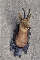 Lot 789 - Late 19th century Austrian Mountain Deer...