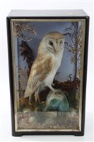 Lot 790 - Edwardian glazed case containing a Barn Owl...