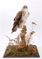 Lot 791 - Preserved European Buzzard perched on a stump,...