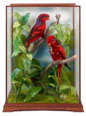 Lot 973 - A fine taxidermy display, cased pair of Blue-Streaked Lorys (Eos Reticulata), mounted in naturalistic setting, prepared by Steve Massam, dated 5th December 1986, in glazed case, 30cm deep x 41cm wi...