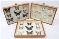 Lot 793 - Three glazed display cases containing an...