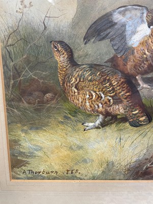 Lot 1028 - Archibald Thorburn (1860-1935) watercolour - Brace of Grouse, signed and dated 1885, 35cm x 25cm, in glazed frame