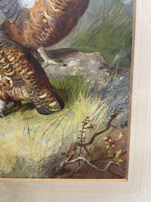 Lot 1028 - Archibald Thorburn (1860-1935) watercolour - Brace of Grouse, signed and dated 1885, 35cm x 25cm, in glazed frame